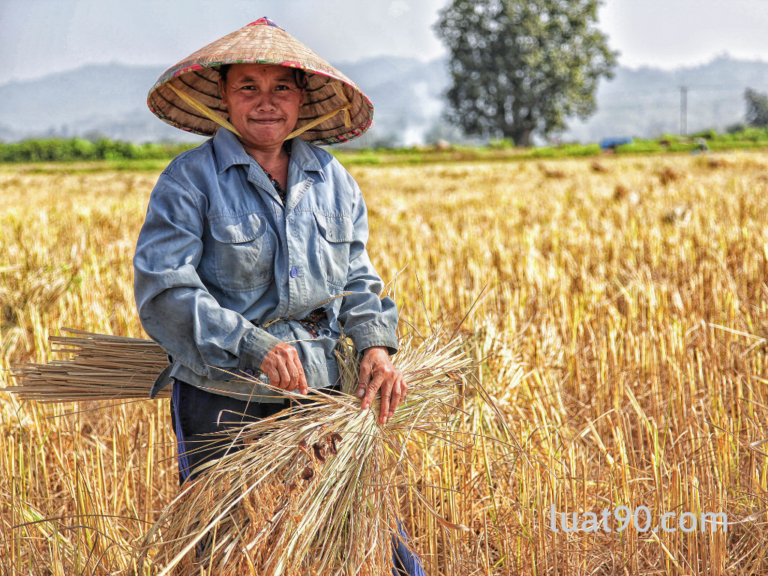 Án lệ số 35/2020/AL - Người Việt Nam trước khi đi định cư ở nước ngoài giao lại đất nông nghiệp cho người ở trong nước sử dụng 6