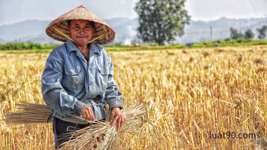 Án lệ số 35/2020/AL - Người Việt Nam trước khi đi định cư ở nước ngoài giao lại đất nông nghiệp cho người ở trong nước sử dụng 1